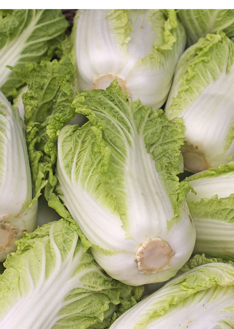 小白菜籽 正宗山东胶州大白菜种子种籽孑 小/义和秋高产蔬菜冬储秋季