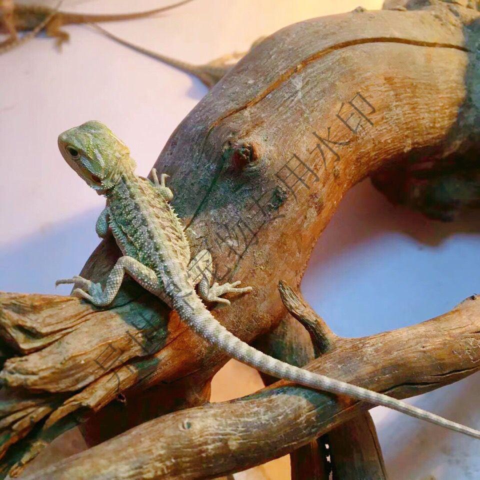 鬃狮蜥蜴活体鬃狮巨型蜥蜴异宠物超大个体蜥蜴变色龙蜥人工玩爬宠