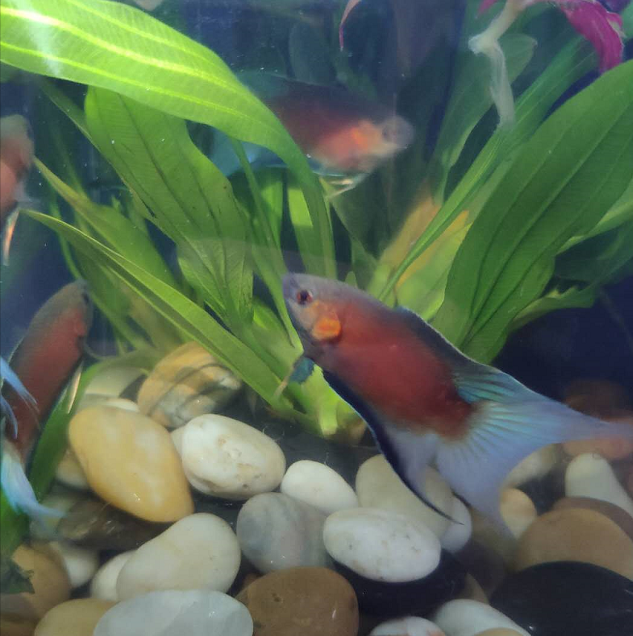 秋颖 白化红火焰斗鱼小型观赏鱼淡水冷水好养改良中国斗鱼活体鱼鱼苗