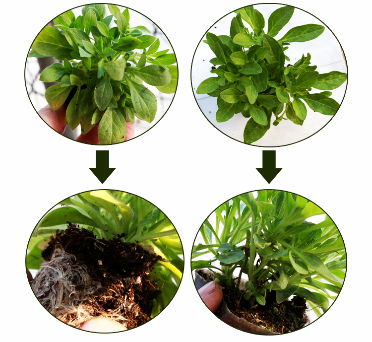 百万小玲舞春花盆栽矮牵牛花苗小苗发货庭院露台阳台植物 玫红星斑 新
