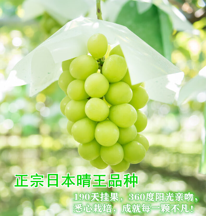 顺丰直达阳光玫瑰葡萄日本品种香印晴王青提无籽提子新鲜水果当季3斤