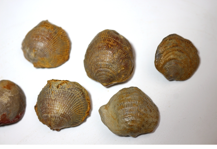 庄梦蝶 无洞贝 化石 古生物化石原石 贝壳化石 标本