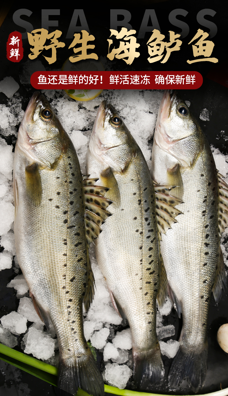 广纳力驰青岛海鲈鱼新鲜七星海捕鲈鱼冷冻鲜活海鲜水产生鲜冰鲜深海鱼