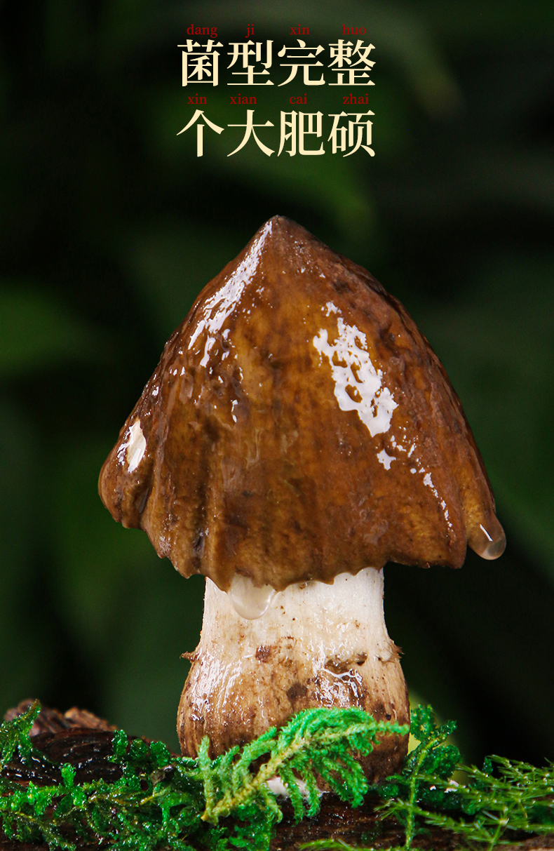 【新鲜野生鸡枞菌1斤装】云南特产火把鸡枞新鲜当季时令蘑菇 野生白