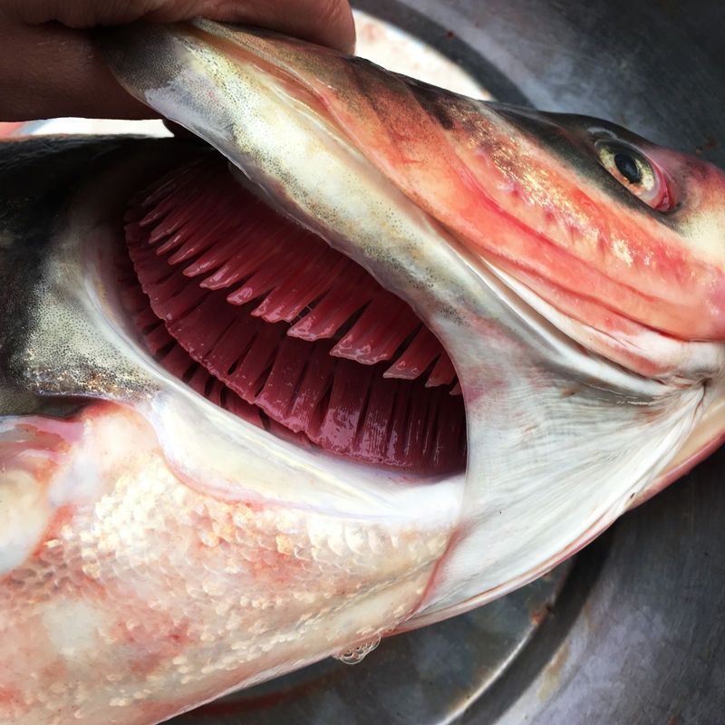 安徽特产大头鲢鱼鱼头花鲢胖头草鲢鱼头花鲢整条杀好的重量发货 特快