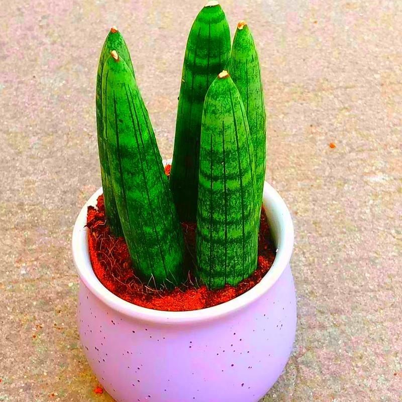 擎天柱虎皮兰水培植物室内盆栽绿植花卉客厅办公除甲醛花四季好养