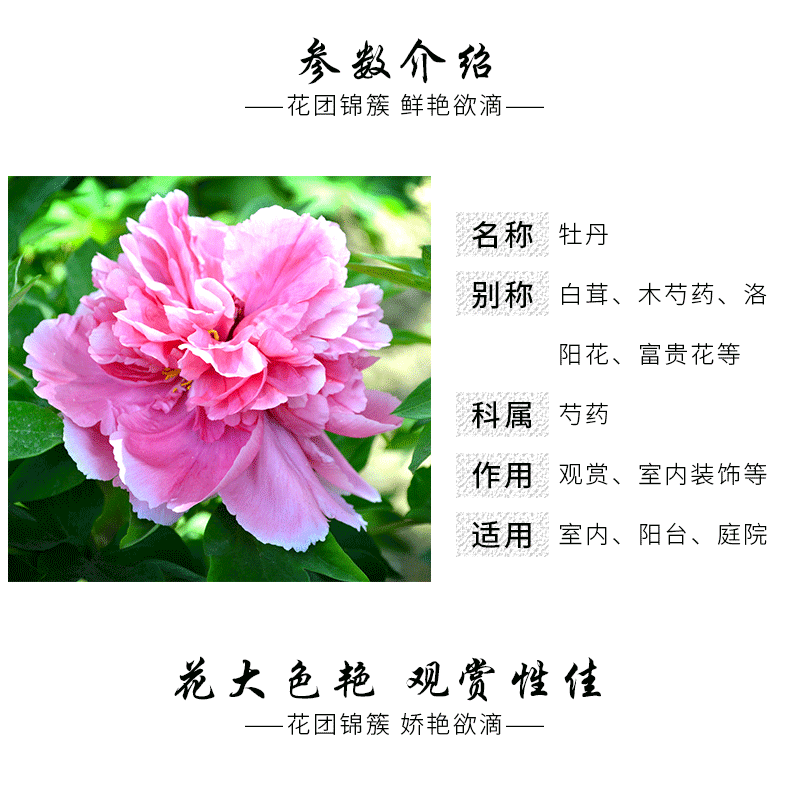 牡丹大苗 洛阳牡丹花苗盆栽植物室内阳台庭院绿植花卉四季开花大苗带