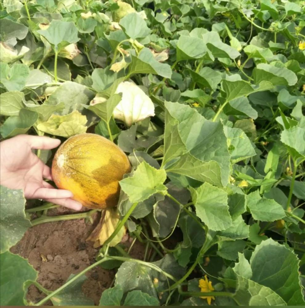 【jd顺丰-多地隔日达】正宗磴口华莱士蜜瓜5斤装新鲜应季水果香甜网纹