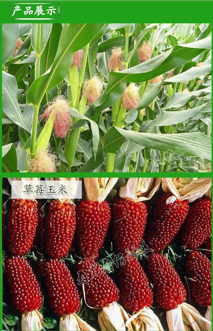 甜玉米草莓玉米种子鲜食超甜水果玉米大田四季播春秋农家蔬菜种子京粘