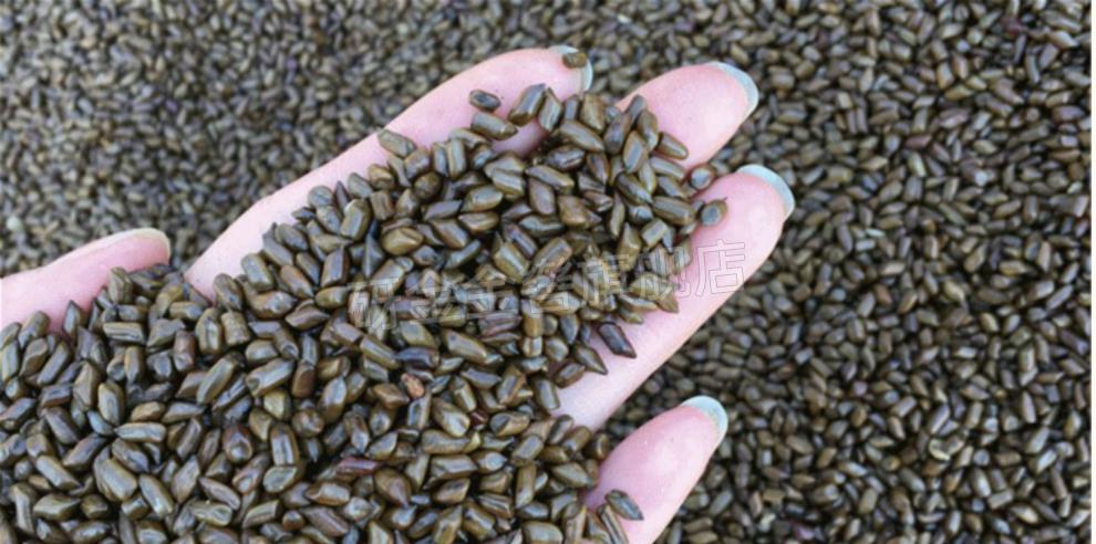 黄荆子枕头 超矮决明子黄荆子低枕薄枕头夏季护颈枕单成人 颈椎 睡眠