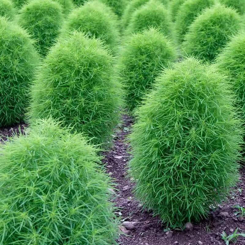 地肤盆栽驱蚊球 孔雀松 狮子头花苗庭院阳台花卉花镜植物耐热 地肤1