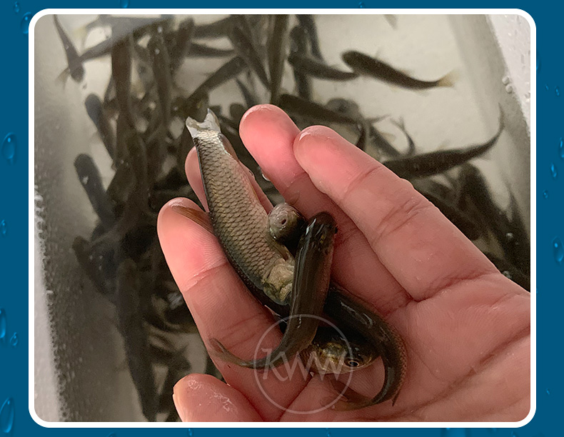 螺蛳青鱼苗淡水20公分养殖半一斤食用 草鱼苗80条8-11厘米送10%防死亡