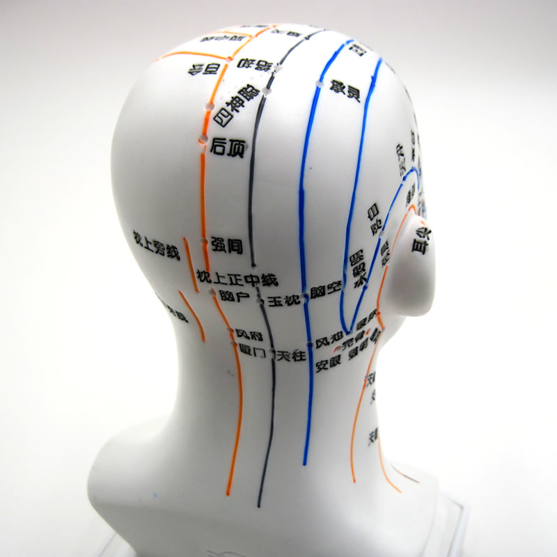 经络人体模型 头部针灸模型头模带穴位全脸面部穴位假头部中医穴位