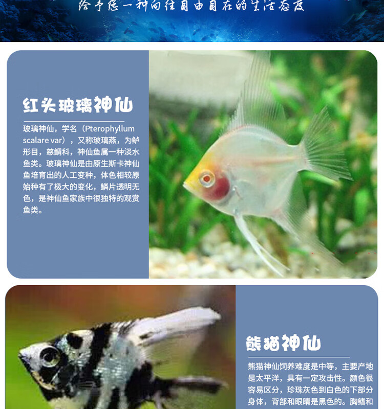 钱隆宠(qlpets)燕鱼神仙鱼活鱼七彩天使鱼墨燕雪燕秘鲁燕猫燕埃及燕子