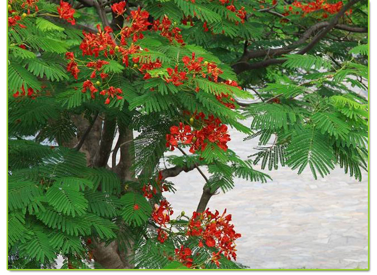 樹苗珍貴名樹庭院園林綠化苗木南方種植觀賞鳳凰花風景樹觀花植物花卉