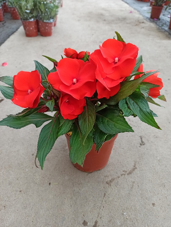 凤仙花玫红色 含盆【图片 价格 品牌 报价】-京东