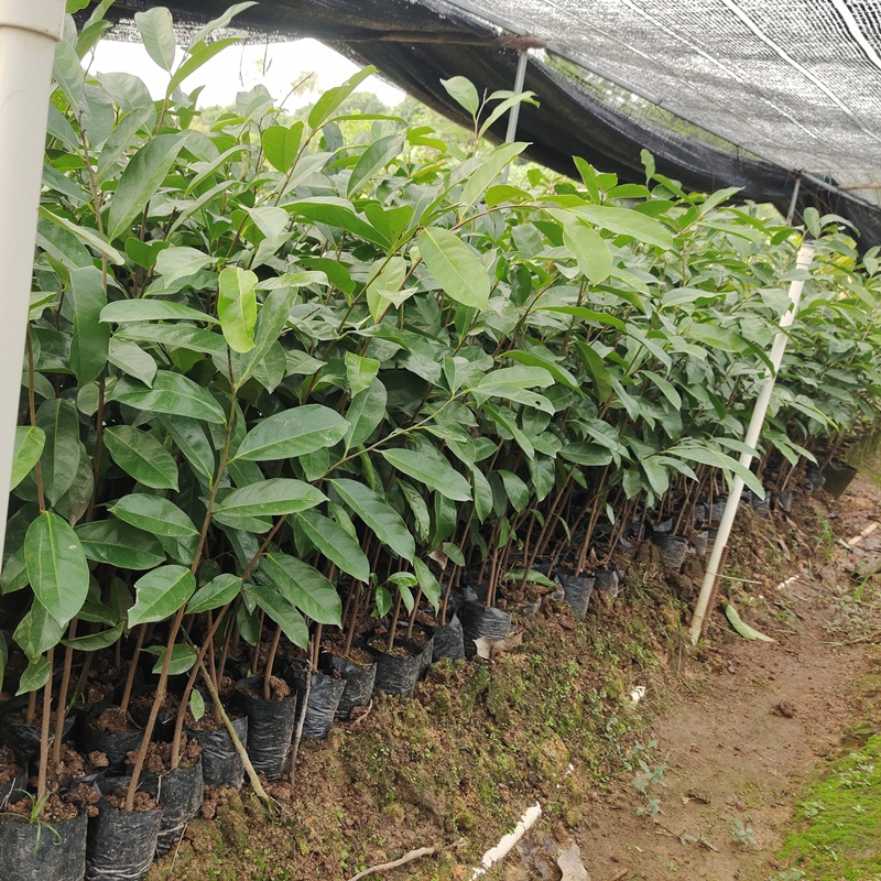 刺果番荔枝苗红毛榴莲果树毛茛目奶油味释迦南方盆地栽种植物 2年苗60