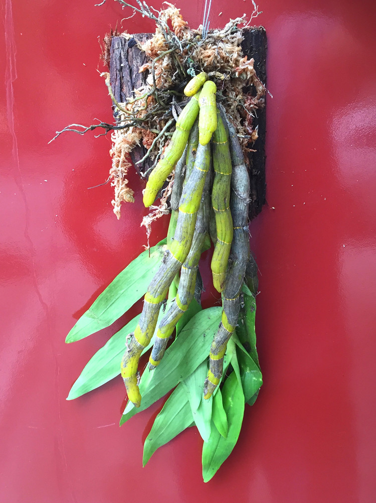 尖刀唇石斛 浓香型石斛 兰花附生兰吊兰花 易养比多肉好绿植 (8-10)苗