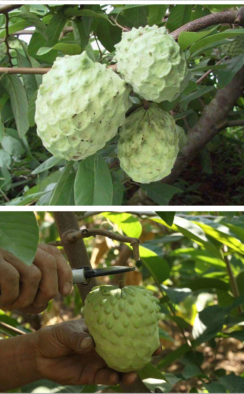 顏曼箐 雲南牛奶鳳梨釋迦果新鮮現摘大目佛頭釋迦摩尼果番荔枝林檎果