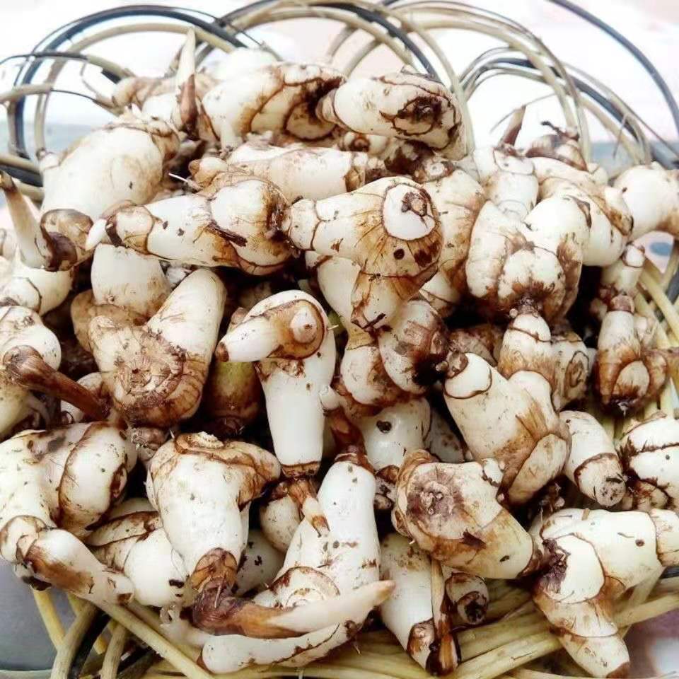 怀慧堂白芨云南精选白芨片级正宗旱白芨白芨三叉白及养胃白芨粉 旱