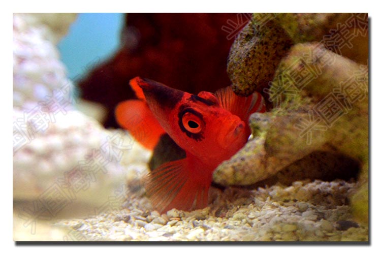 美国红鹰2b鱼 2b脸火焰鹰海水观赏鱼活体红色小鱼快递发货包活兴国海