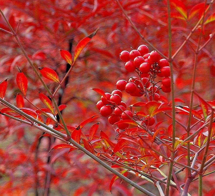 南天竹盆栽小苗火焰红室内花红天竹苗耐寒观叶花卉绿植物阳台盆景 一