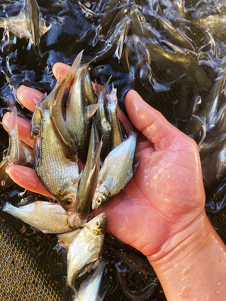 荣郁 淡水鳊鱼苗活体三角鲂鱼团头鲂鱼三角边鱼沙边鱼养殖冷水 【200