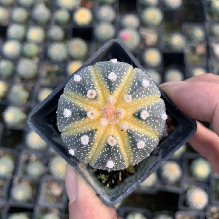 四角鸾凤玉药锦4-5cm 颜色随机 裸根不带土