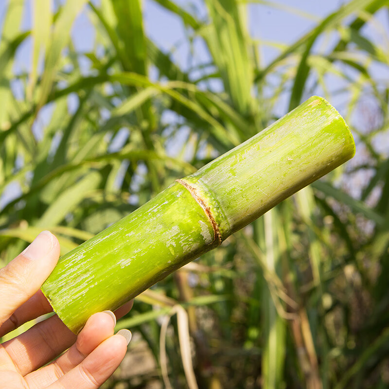 【顺丰】陶山甘蔗正宗温州特产青皮绿皮手撕果蔗儿童水果一节5斤新鲜