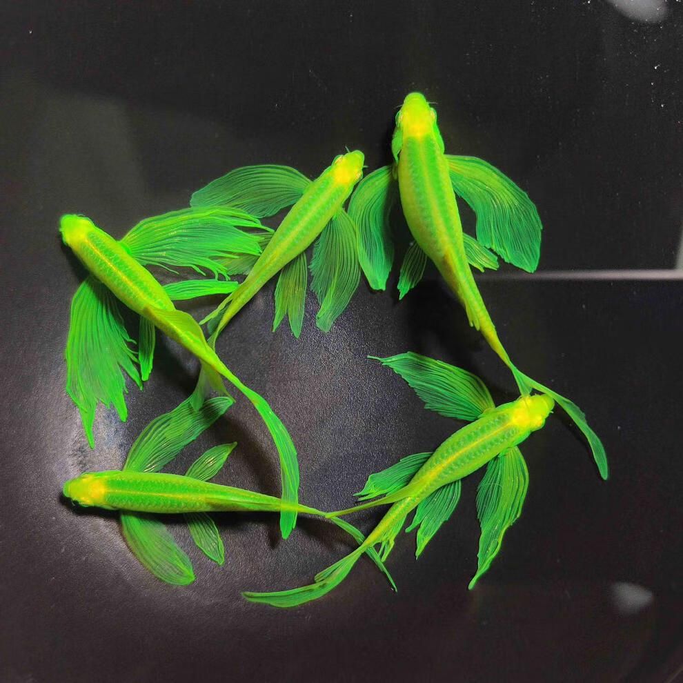 ajaj蝶翼长尾斑马鱼热带长鳍翡翠斑马观赏鱼高帆繁殖金鱼活鱼淡水好养
