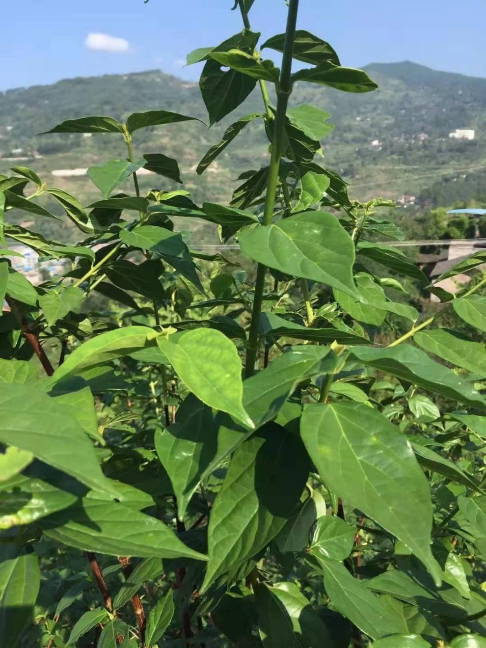 绿豆腐的功效与作用_白豆腐的功效与作用_豆腐敷脸功效与作用