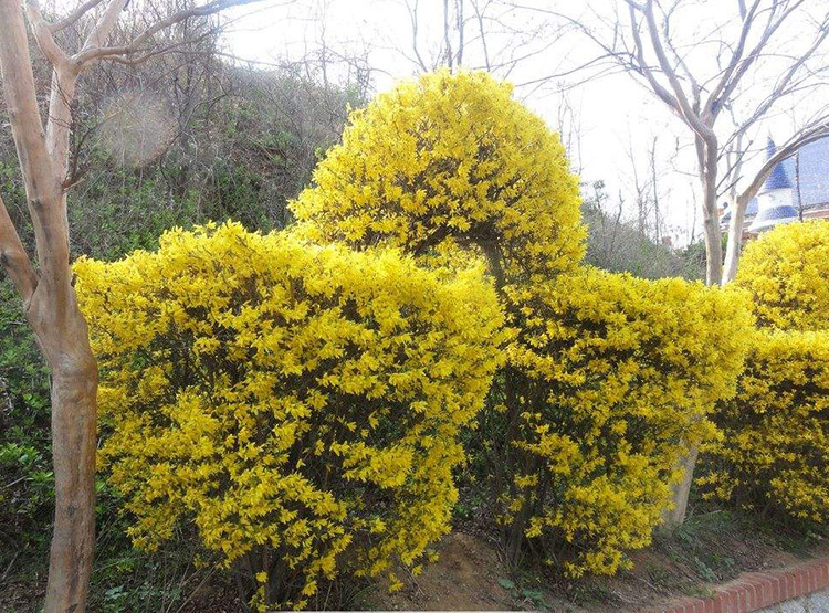 阿雨戈园林绿化苗攀缘花卉连翘花苗连翘苗金钟罩花黄老虎树苗庭院植物