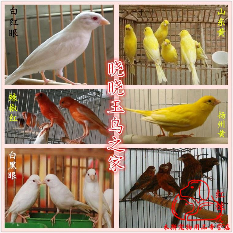 vieruodis 玉鸟辣椒红玉鸟山东黄白红眼玉鸟活体 白黑眼单公1只【图片