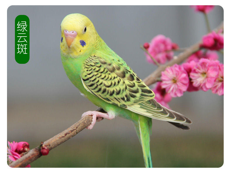 鹦鹉活鸟手玩鸟能学说话的鹦鹉宠物鸟鹦鹉活体鹦鹉给运输笼子 白皮