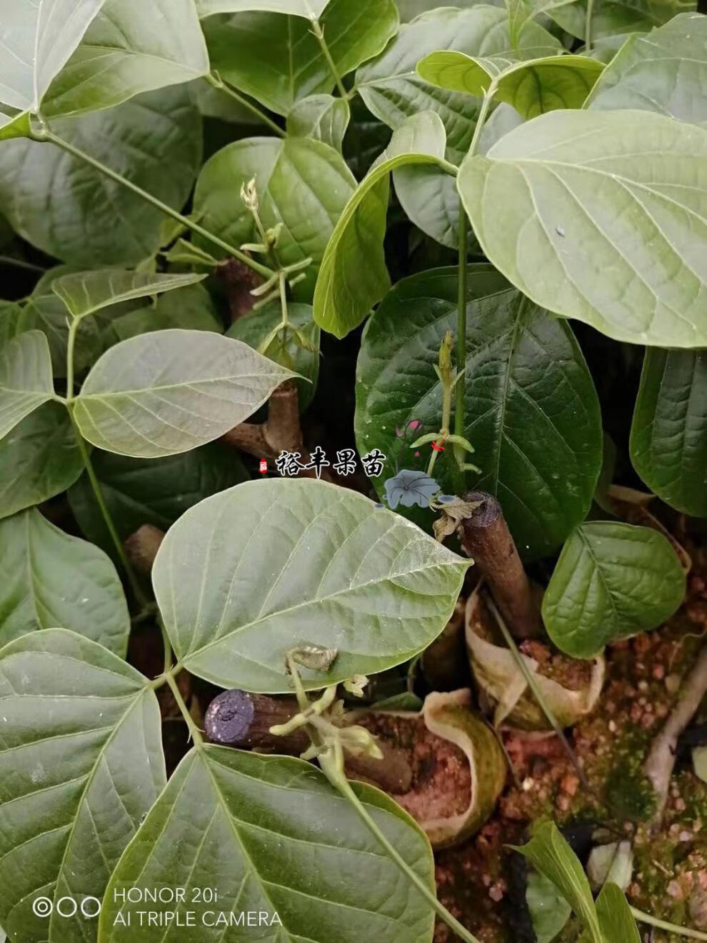 广西鸡血藤密花豆三叶鸡血藤九层风紫梗藤血风藤苗带泥 鸡血藤袋苗买