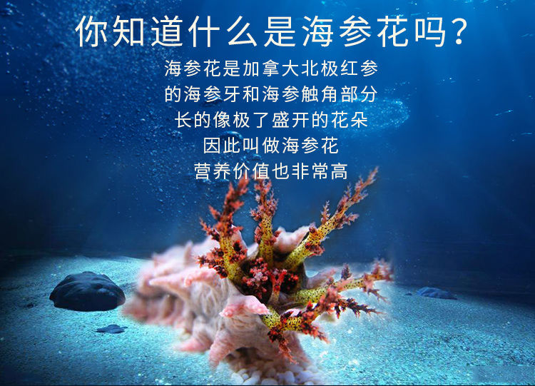 海参花的营养价值图片