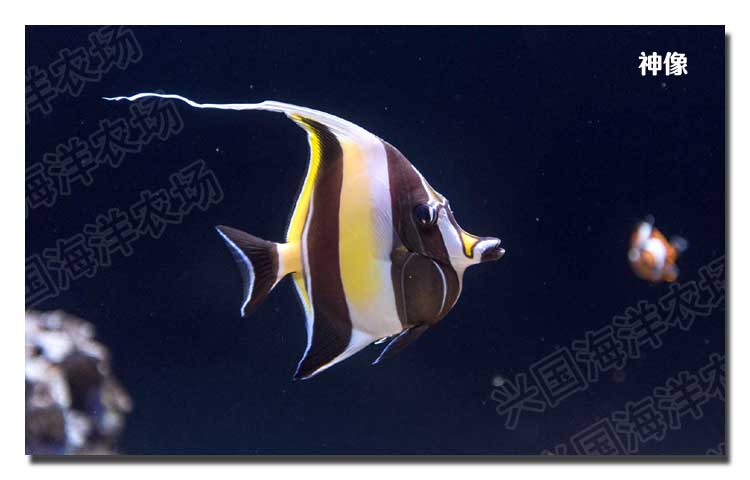 神像角蝶鱼活体海水鱼开口饲料海缸观赏宠物鱼优美快递包活神像未开口