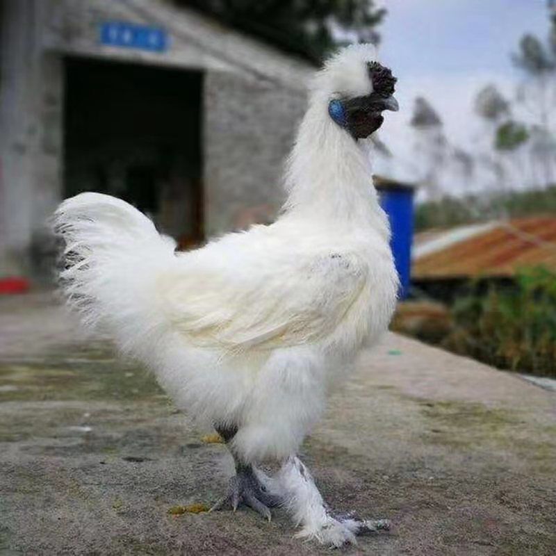 宠物鸡泰和乌鸡青年白凤乌鸡幼苗乌骨鸡一斤脱温鸡竹丝鸡批发 一斤