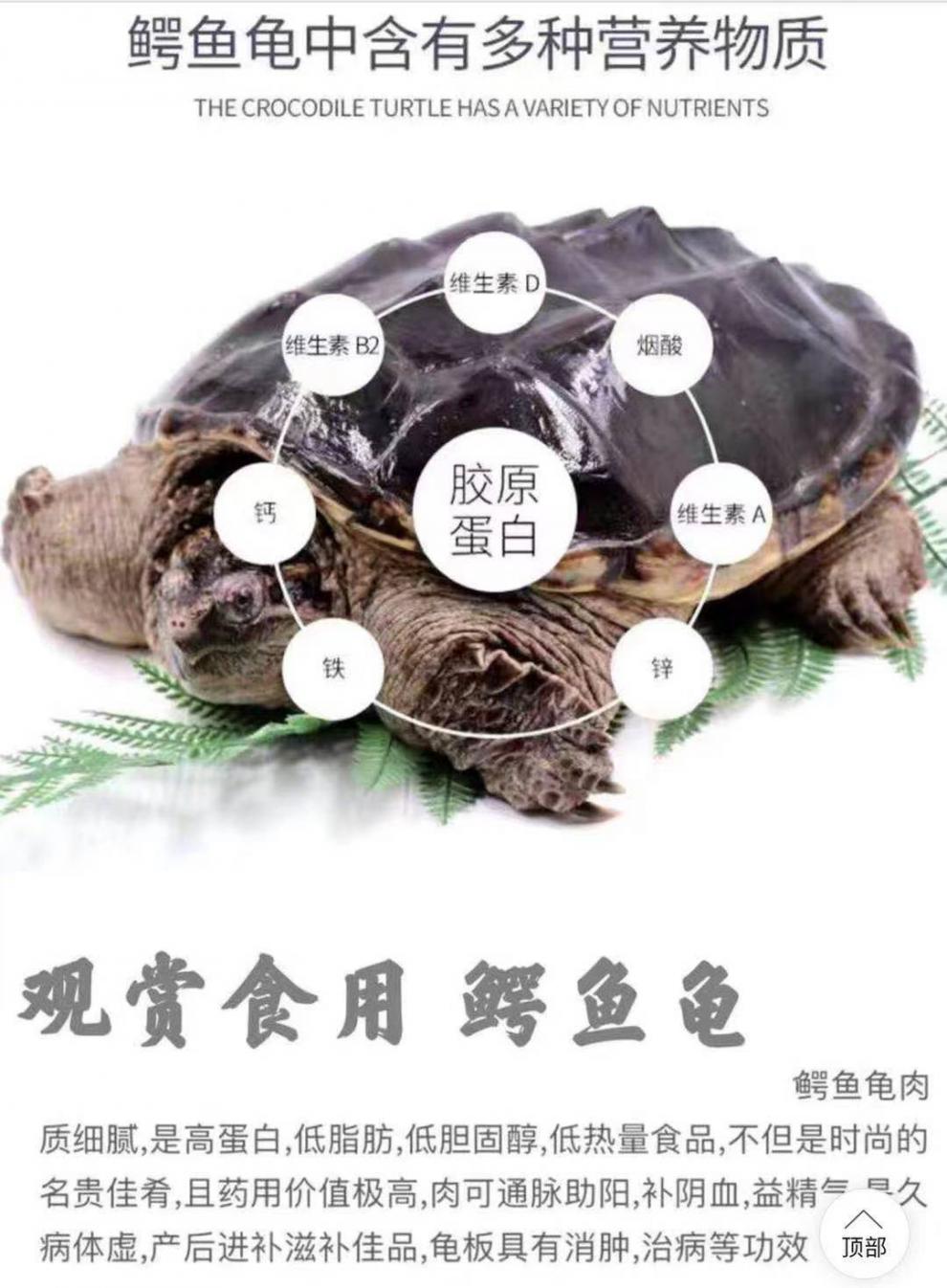 鳄龟分类图片