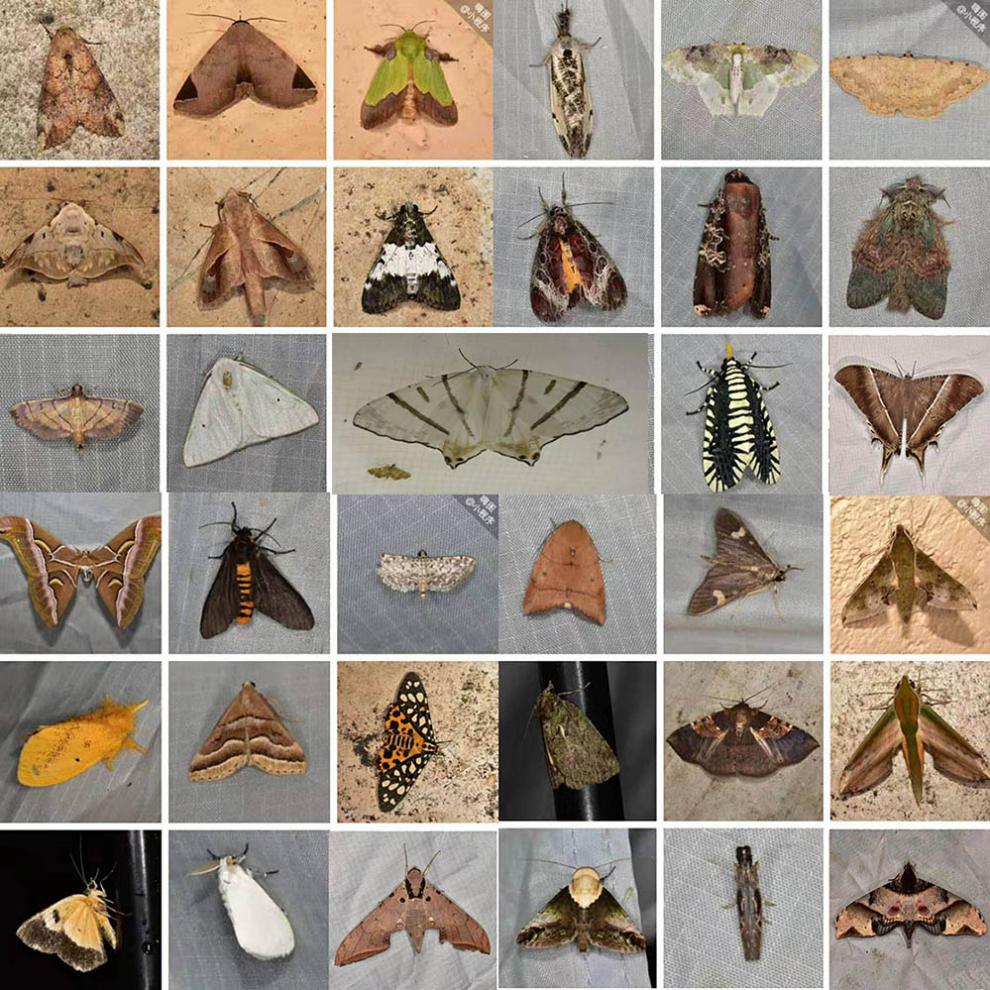 户外昆虫灯诱虫布 户外昆虫灯诱虫布昆虫收集布植物保护集虫灯便携