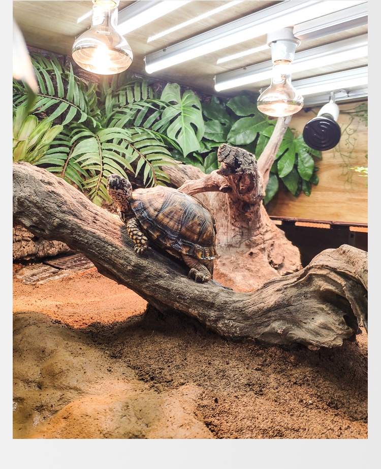 黄缘龟陆龟半水龟造景 乌龟缸别墅橡木实木智能排水景观饲养箱 半水龟