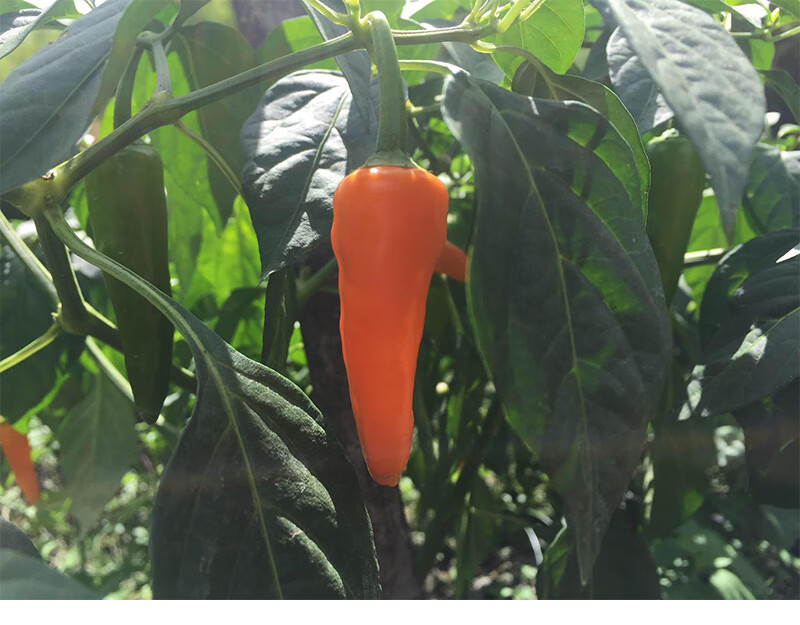 芬岚 福鼎黄椒新鲜5斤永安小黄椒现摘变态辣泡椒朝天椒尖椒福鼎 10斤