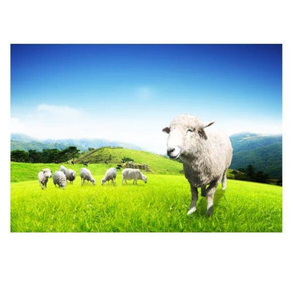 蒙古大草原牛羊风景画蓝天白云牧场羊群牛群海报挂画贴墙壁画 29横版