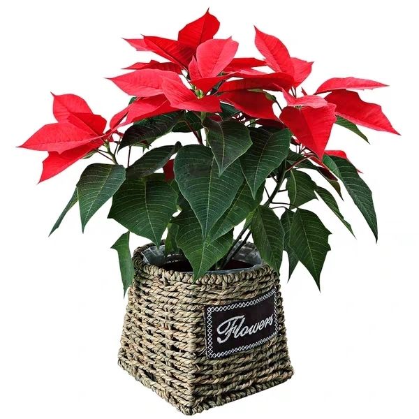 一品红圣诞花带花苞盆栽办公室客厅阳台庭院四季好养观叶植物花卉绿植