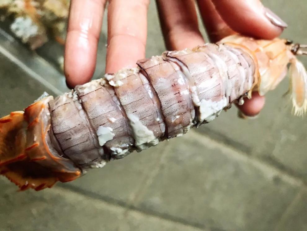 带膏带籽皮皮虾海鲜活爬虾富贵虾虾姑懒尿虾琵琶虾500g即食带膏保鲜2