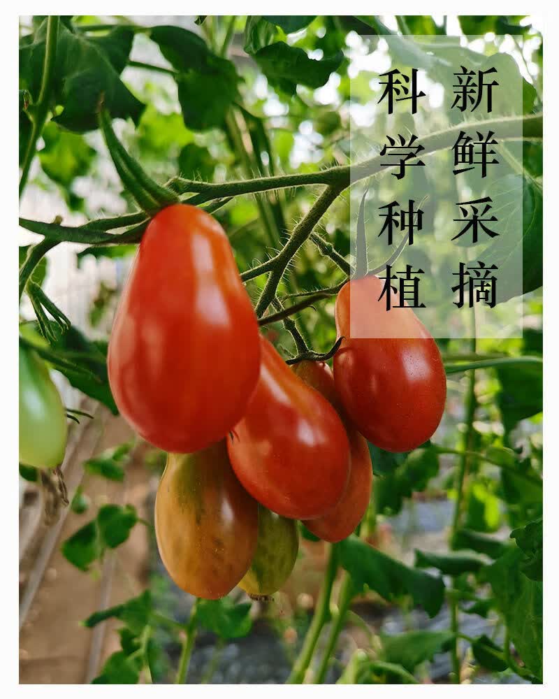 顺丰丹东花生小柿子丹东特产新鲜水果圣女果小番茄5斤装