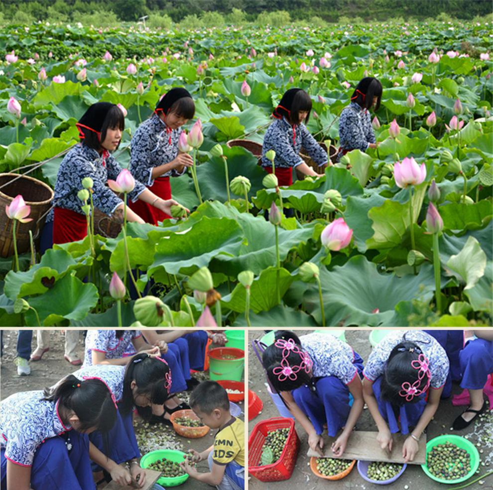 旋折荷花剥莲子_旋折荷花剥莲子_旋折荷花剥莲子