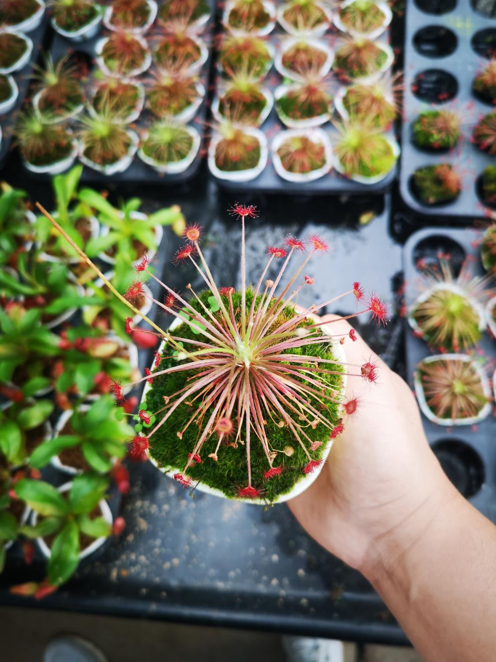 花绿植食蝇草猪笼草茅膏菜食虫植物b52捕虫草 b52捕蝇草捕夹约1厘米