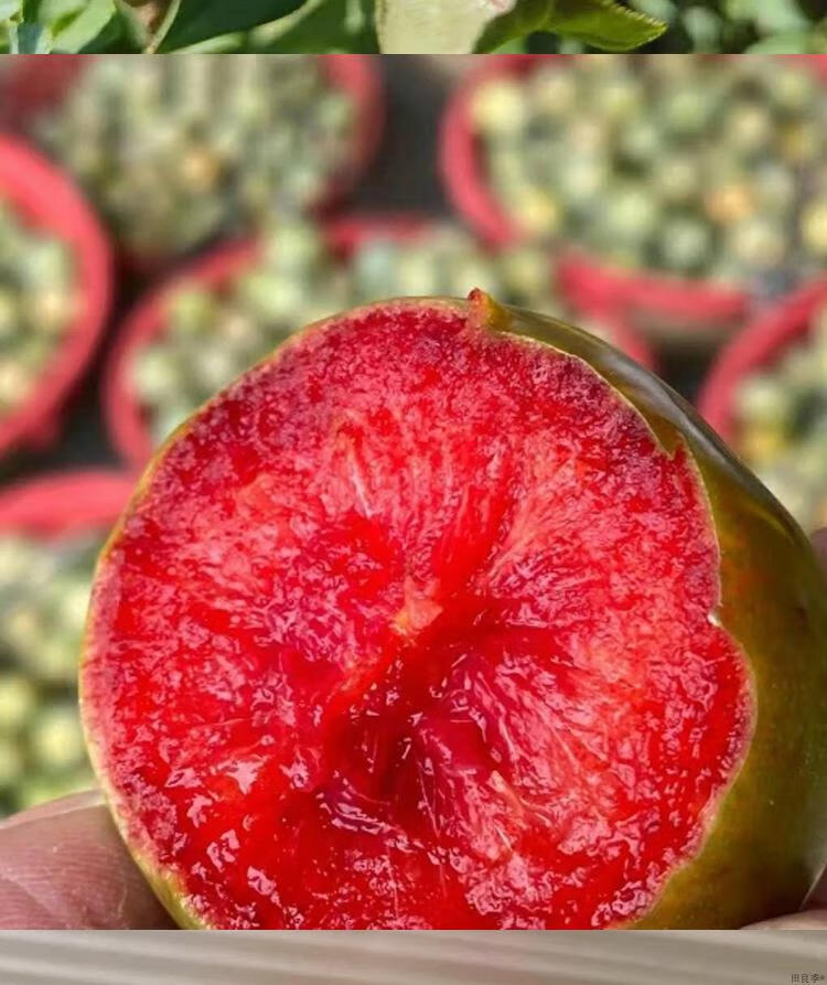 新疆恐龙蛋味帝3斤4斤特级大果空运应季当季新鲜水果孕妇杏李李子时令