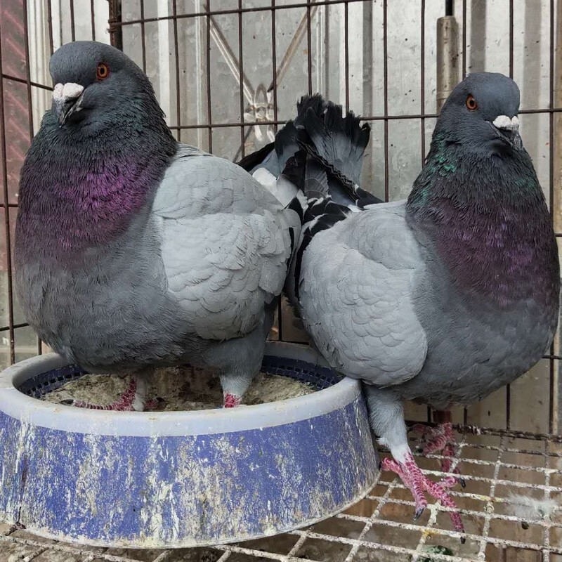 超大纯种活元宝鸽子一对特大雪花元宝鸽种鸽大体公斤青年观赏鸽肉采缇